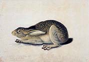 Black-Tailed Hare